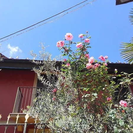 Margherita